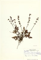 藏品(太平紫花鼠尾草(太平南丹參))的圖片